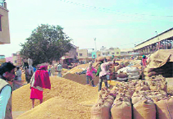 Huge stock of paddy piled up at the Kaithal grain market