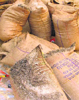 Bags of paddy rot in Mullanpur Kakha grain market.