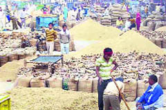 Heaps of paddy bags stacked at the Fatehabad grain market. 