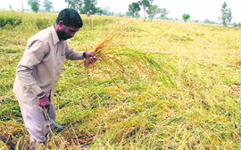 A farmer takes stock of loss to paddy in his fields at Gharana village in RS Pura sector of Jammu on Saturday.