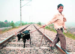 Oblivious of the danger to life, a kid walks on the rail track with his goats near Jagatpura in Mohali.