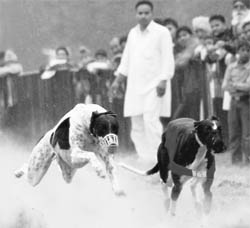 A dog race in progress during Sukhdev Singh Gill Memorial Games being held in Mohali.