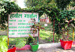 A herbal garden being developed at Central School, FRI, Dehradun