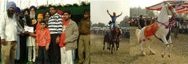 (From left) Winners get a certificate; A Sikh rides on two horses; a white beauty shows galloping skills in Tarn Taran. 
