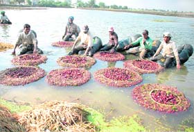 Workers with their collection of water chestnut fruit from a pond at Motte Majra village near Mohali