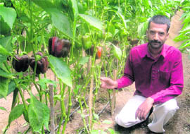 A farmer shows colourful capsicums grown in his polyhouse in Hamirpur.