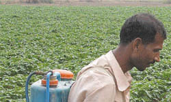 A farmer sprays pesticide on his potato crop in Jalandhar.