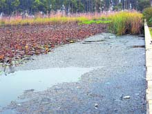 A poorly maintained reservoir from where water is supplied to residential localities in Rohtak.