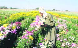 A worker plucks flowers from a field near Madhuban in Karnal. 