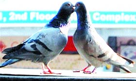 Lensman Vishal Kumar captures two pigeons locking beaks.