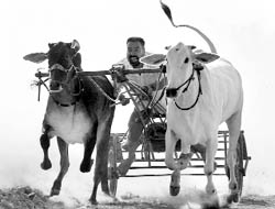 A participant competes in a bullock cart race during the rural festival at Bhago Majra village in Mohali on Friday.