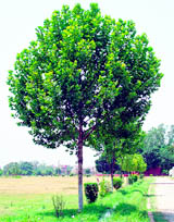 Chinar reminds one of Kashmir valley but it can grow equally well in cities like Chandigarh