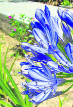 Agapanthus