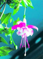 fuchsia