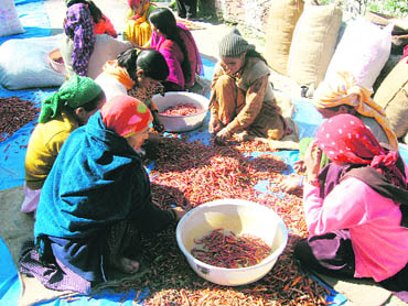 Women of the hill areas in Uttarkashi district have started making processed food products, which are attractive alternatives to the items promoted by MNCs