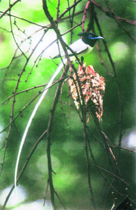 Paradise flycatcher (male) and two chicks with gaping mouths