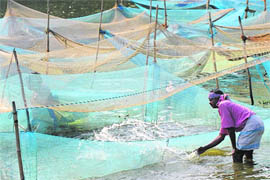 A worker is seen at a fish pond near Kolkata. A recent report says having an abundance of freshwater resources, India has still not been able to tap despite having 30 per cent of the potential area for inland fish production.