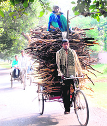 A rickshaw overloaded with firewood in Sector 21, Chandigarh.