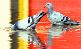 Pigeons enjoy a dip in Chandigarh on Saturday.