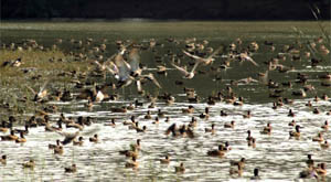 Migratory birds descend on Gurgaon.