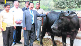 NDRI Director Dr AK Srivastava with Murrah buffalo, which yielded 23.3 kg of milk in a day in Karnal on Sunday.