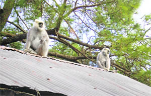 Langurs rule the roofs in Shimla as the Forest Department steps up sterilisation campaign.