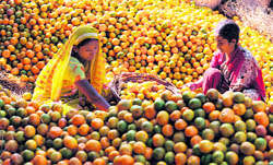 Labourers sort oranges for packaging at a regulated fruit market in Siliguri on Monday