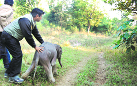 A calf being pushed to join an elephant herd at Chila forest at the same spot where it was found lost a few days ago.