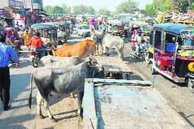 Stray cattle make things difficult for motorists on the main approach road to the bus stand in Hisar.