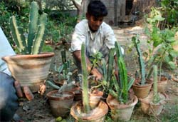 Cactus plants on sale at a nursery in Bathinda