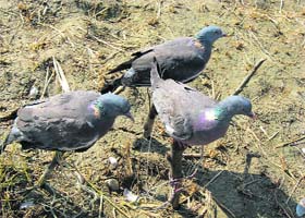 Three birds with their eyelids stitched and legs tied rescued from Kawari village near Nagrota Bagwan by the wildlife authorities
