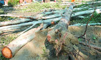 The trees which were felled to facilitate the construction of the bungalow for the IG