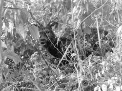 A sambar stuck in a marshy area at Todarpur village.