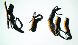 A file photo of endangered insect cardyceps sineses 
