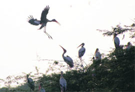 Migratory birds at the Sultanpur wetland near Gurgaon.