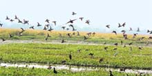  Migratory birds at the Gharana wetland in Jammu.