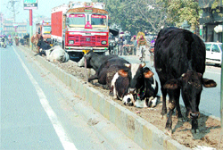 Stray cattle rest on the divider of a main road in Amritsar.