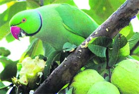Fruit flavour: A parrot enjoying the fruit at one of the orchards near Chandigarh