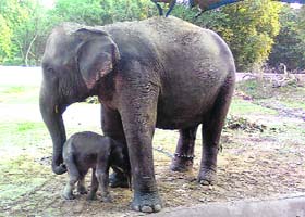 Elephant cow Radha takes care of 17-day-old jumbo calf at Chilla Elephant Shelter in Rajaji National Park