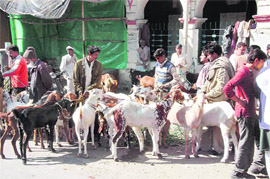 Goats being sold for Id-ul-Zuha at Inamuallah Building in Dehradun on Friday.