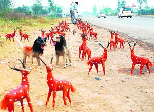 The national highway cutting through Zirakpur leads to an animal farm with vendors setting up stalls in the morning.