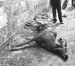 The sambhar that was found dead at the Railway road in Ropar on Sunday