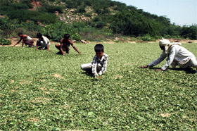 Workers dry Baansa leaves on a field in Mewat village. The leaves are used to make incense sticks. 