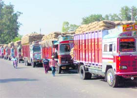 Trucks carrying paddy line up on the Chandigarh-Ludhiana road in Khamano