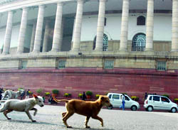 Stray dogs on the premises of Parliament House in New Delhi on Monday