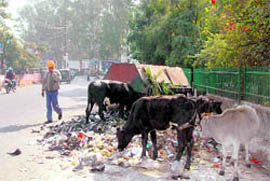 a garbage dump on Neshwila Road in Dehradun.