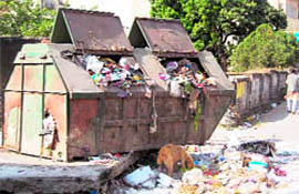 Cows feed on filth near Gandhi Park in Dehradun