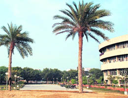 Transplanted date trees have helped improve the landscape of the Guru Jambheshwar University of Science and Technology campus in Hisar.