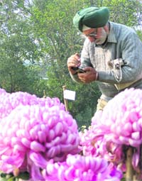 A visitor takes a picture of chrysanthemums in full bloom during an exhibition at the PAU in Ludhiana