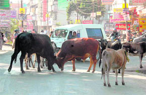 Two bulls lock horns in the middle of the road while traffic is disrupted in Dehradun on Thursday.